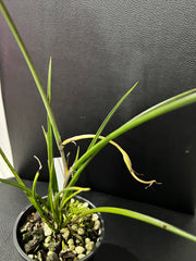 Brassavola cucullata (In Spike Now)