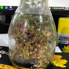 Anoectochilus roxburghii hayata ‘Red stem Pointed leaves’ MERICLONED (FLASK/TISSUE CULTURE 20+ PLANTS)