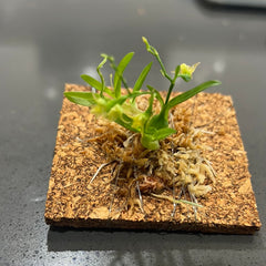 Dendrobium kanburiense (Miniature Species from Thailand)