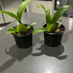 Oncidium Sharry Baby 'Sweet Fragrance'