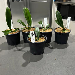 Bulbophyllum graveolens (Species from New Guinea)