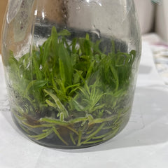 Cattleya Dowiana aurea (FLASK/TISSUE CULTURE 20+ PLANTS)