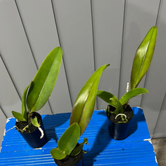 Rlc. Hey Song 'Amazing Thailand'