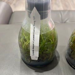 Lycaste deppei x Lycaste Kiama '123' (FLASK 25+ PLANTS)