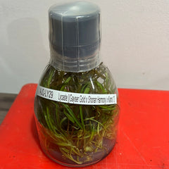 Lycaste (Gyeser Gold x Shonan Harmony) x Kiama '10' FLASK