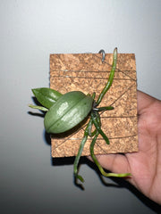 Phalaenopsis Parishii 'Dark Lip' (Miniature Species)