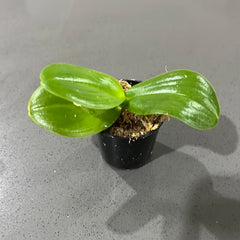 Phalaenopsis aphrodite (Beautiful Species)