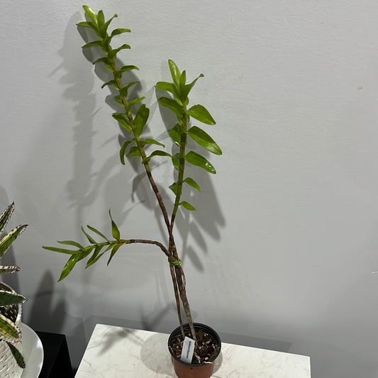 Dendrobium ellipsophyllum