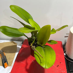 IN BUD! Bulbophyllum echinolabium (native to Sulawesi and Borneo) LARGE FLOWER