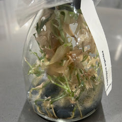 Aspidogyne argentea FLASK/TISSUE CULTURE