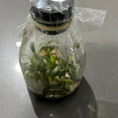 Philodendron ‘Pink Princess’ FLASK TISSUE CULTURE 15+ PLANTS