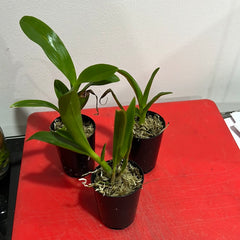 50MM TUBE Dendrobium tangerinum x Dendrobium taurinum