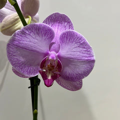Phalaenopsis Gallery Play (FLOWERING!!!)
