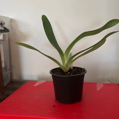 Paph. dianthum fma. album x saintswithin fma. album (Multifloral Slipper Orchid)