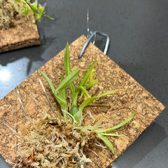 Dendrobium kanburiense (Miniature Species from Thailand)