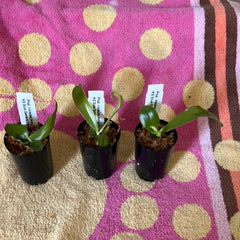 Phal. violacea 'Indigo' 'C H Blue' SM/TOGA x Phal. KS Blue Samera