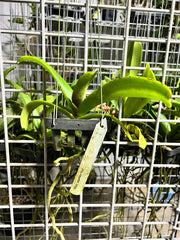 FLOWERING/ IN SPIKE RHYNCHOSTYLIS (FOXTAIL ORCHIDS)