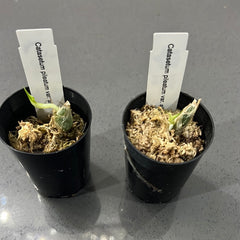 TOP - Catasetum pileatum var. alba (Fragrant Species)