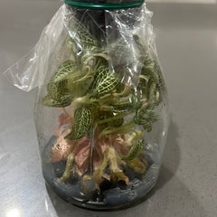 Anoectodes Charlotte's Web