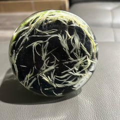 Coryanthes bruchmuelleri x sib - Flask EXTREMELY FRAGRANT