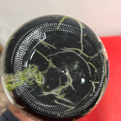 Fredclarkeara After Dark 'Black Pearl' (FLASK/TISSUE CULTURE 25 PLANTS)