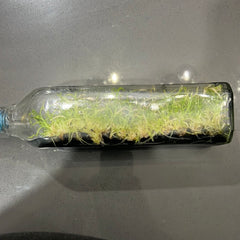 Dendrobium devonianum (ORCHID SPECIES FLASK)