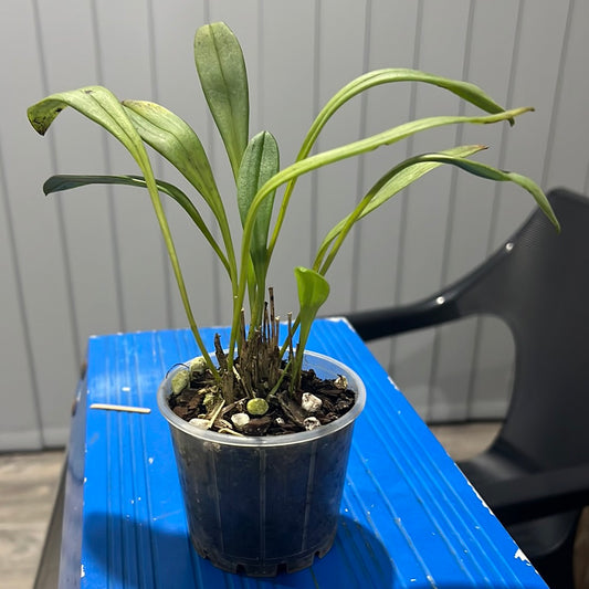 Masdevallia Pichincha ‘Eruption’ HCC/OSCOV