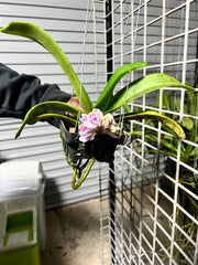 FLOWERING/ IN SPIKE RHYNCHOSTYLIS (FOXTAIL ORCHIDS)