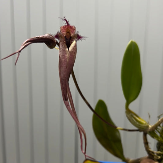 IN FLOWER! Bulbophyllum Romulan (Bulbophyllum romyi × Bulbophyllum longiflorum)