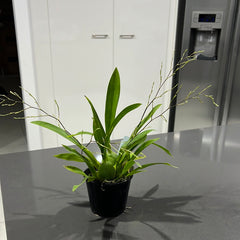 Oncidium Twinkle Fragrant Fantasy (IN SPIKE NOW)