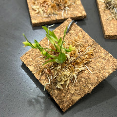 Dendrobium kanburiense (Miniature Species from Thailand)