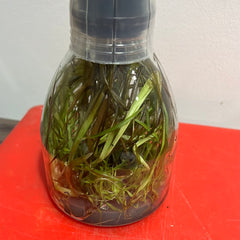 Lycaste (Gyeser Gold x Shonan Harmony) x Kiama '10' FLASK