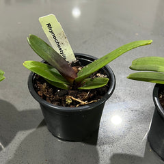 Pack of 3 Nearly Flowering Size Rhynchostylis (Foxtail Orchids)