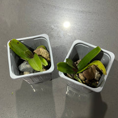 Fragrant Rhynchostylis Gigantea Ply (Foxtail Orchid)