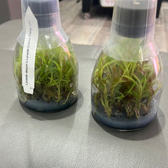 Lycaste deppei x Lycaste Kiama '123' (FLASK 25+ PLANTS)