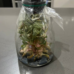 Anoectodes Charlotte's Web