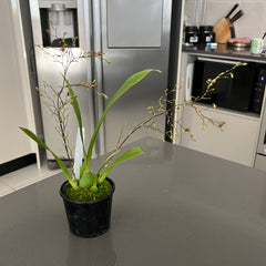 Oncidium Twinkle Pink (IN SPIKE NOW)