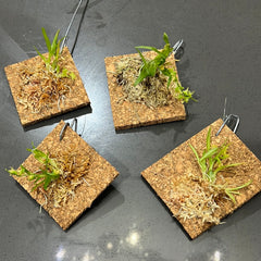 Dendrobium kanburiense (Miniature Species from Thailand)