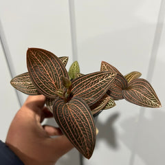 IN SPIKE NOW Ludisia discolour (Jewel Orchid)