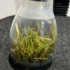 Grammatophyllum scriptum var kiilani RARE FLASK