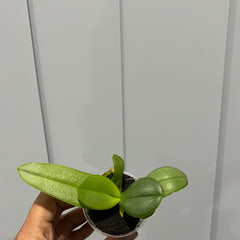 Phalaenopsis Expressions (Healthy Mericlone)