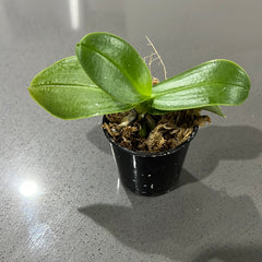 Phalaenopsis aphrodite (Beautiful Species)