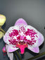 Phalaenopsis Spilled Ink (Blooming Now)