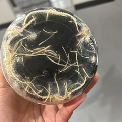 Aspidogyne argentea FLASK/TISSUE CULTURE