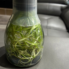 Coryanthes bruchmuelleri x sib - Flask EXTREMELY FRAGRANT