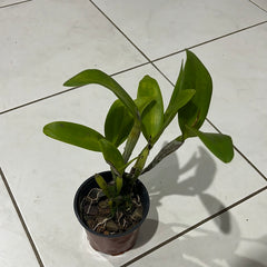 Cattlianthe Varut Startrack (Fragrant Flowering Size)