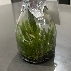 Psychopsis Mariposa f. alba (RARE FLASK)