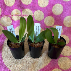 Phalaenopsis tetraspis red x KS Blue Samera