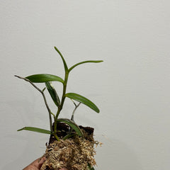 Jumellea stenoglossa (Species from Madagascar)