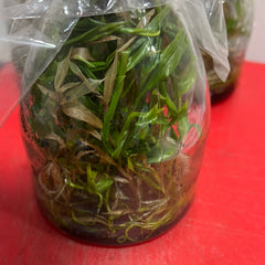 Dendrobium roslii x sib (FLASK/TISSUE CULTURE 25 PLANTS)